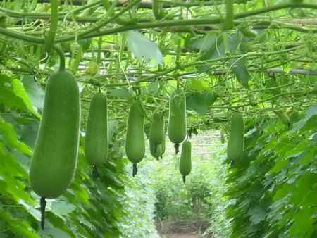 bí quyết giảm cân bàng trái cây tươi